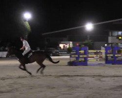 jumper Ilaro (Westphalian, 2007, from Iberio)