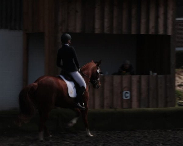 Reitturnier Handorf 2021