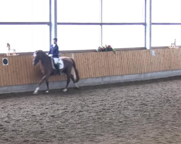 dressage horse Dee Gee (Westphalian, 2005, from Dancing Dynamite)