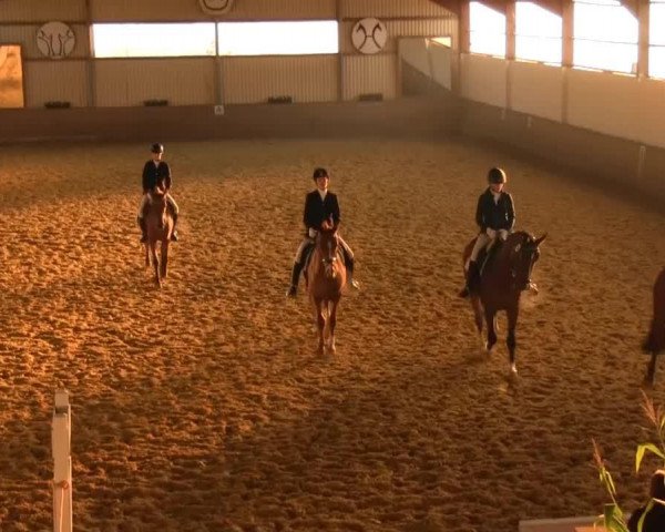 dressage horse Charly 1446 (Westphalian, 2006, from Charming 8)