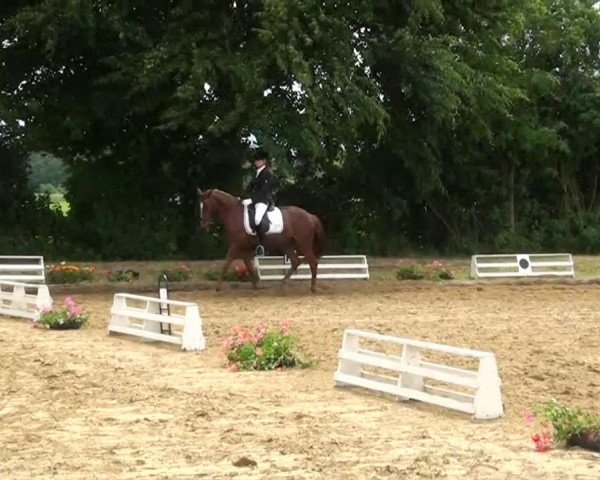 dressage horse Dilaila 2 (German Riding Pony, 2004, from FS Don't Worry)