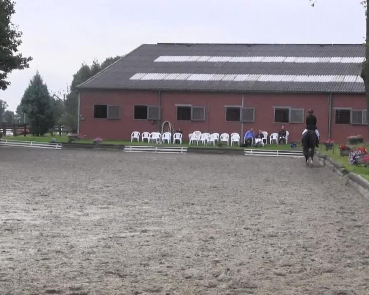 Dressurpferd Pecenio (Westfale, 2007, von Pik Donnerhall)