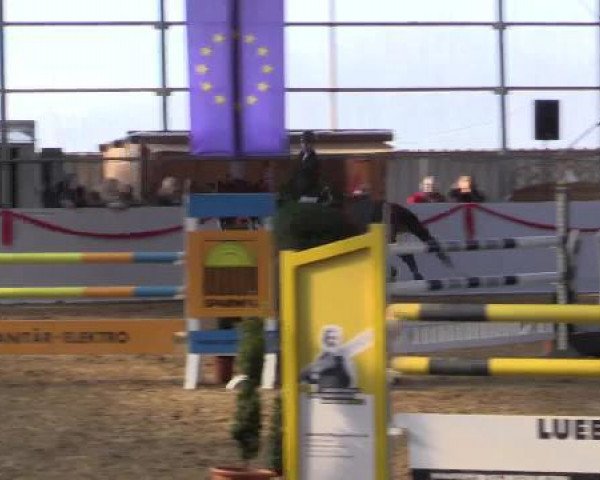 jumper Viva 38 (KWPN (Royal Dutch Sporthorse), 2002, from Cruyff)