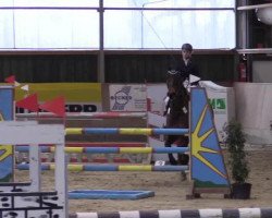Springpferd Barendtszen Uno (KWPN (Niederländisches Warmblut), 2006, von Numero Uno)