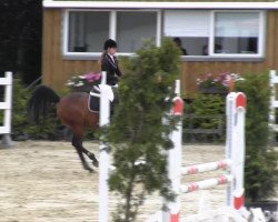 Klacz hodowlana Cat Ballou 17 (Westfalczyk, 2006, od Cayetano L)