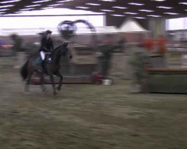 jumper Qui Belle B (Westphalian, 2007, from Quinta Real)