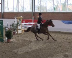 jumper Aphrodite 112 (KWPN (Royal Dutch Sporthorse), 2005, from VDL Orame)