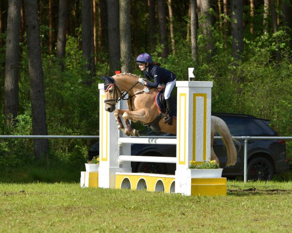 Springpferd Mark (Deutsches Reitpony, 2004, von Ald Feart's Marko)