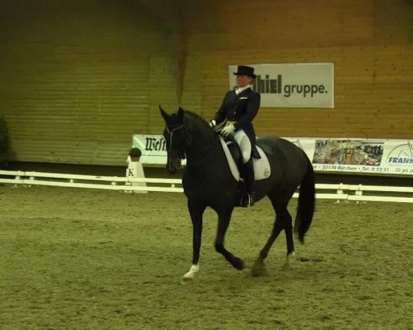 broodmare Samira 228 (Rhinelander, 2003, from Sandro Hit) broodmare Samira 228 (Rhinelander, 2003, from Sandro Hit)