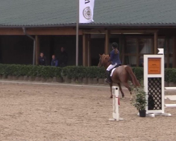 Zuchtstute Dana 393 (Deutsches Reitpony, 2006, von Diamond Boy)