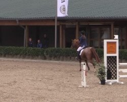 broodmare Dana 393 (German Riding Pony, 2006, from Diamond Boy)