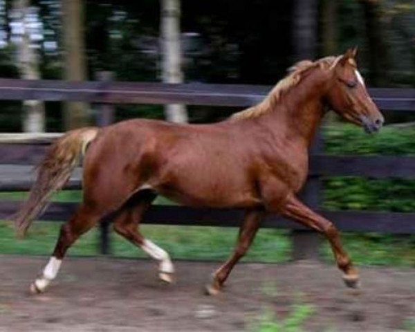 dressage horse Molenhorn's Casanova (Welsh, 2003, from Vita Nova's Golden Boris) dressage horse Molenhorn's Casanova (Welsh, 2003, from Vita Nova's Golden Boris)