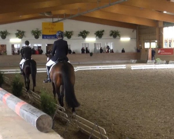 dressage horse Sunny 835 (Westphalian, 2003, from Sir Bedo)