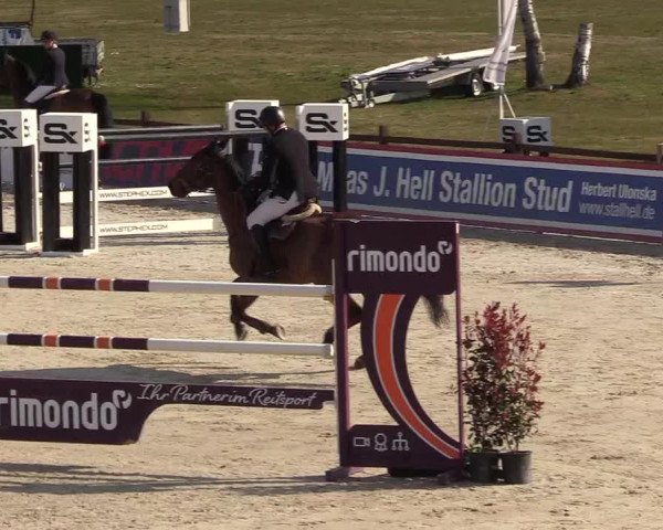 FEI Reitturnier Westergellersen (GER) 2021
