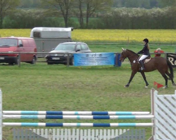 Springpferd Quincy 58 (Oldenburger, 1997, von Quattro B)