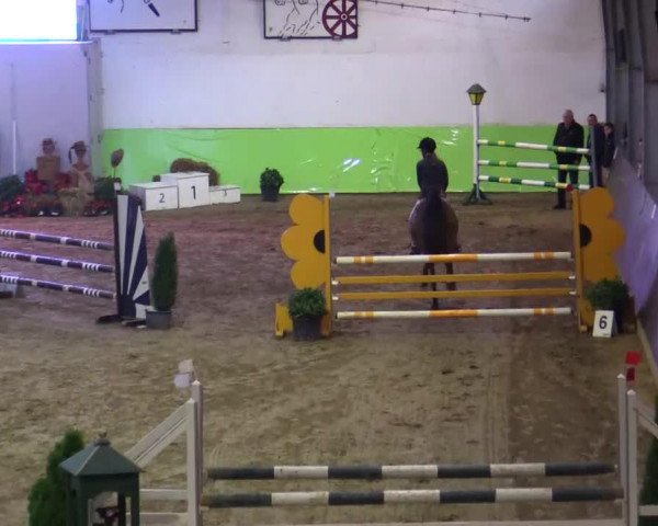 Springpferd Dagobert Duck 6 (Deutsches Reitpony, 2001, von Doolittle)