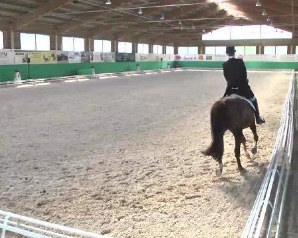 dressage horse Gin 106 (German Riding Pony, 2001, from Golden Son)