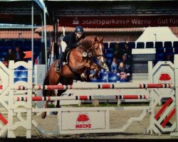 jumper Beachboy M (KWPN (Royal Dutch Sporthorse), 2006, from Chin Chin)