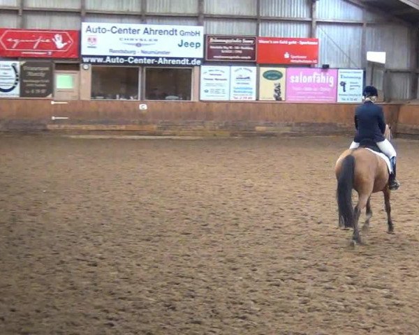 Zuchtstute Orla 21 (Deutsches Reitpony, 2004, von Highway N)