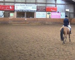 broodmare Orla 21 (German Riding Pony, 2004, from Highway N)