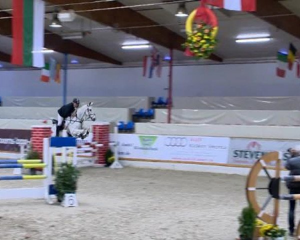 jumper Ludwig 95 (Württemberger, 1996, from Le Roi)