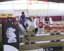 jumper Pepito du Bessin (Selle Français, 2003, from Corland)