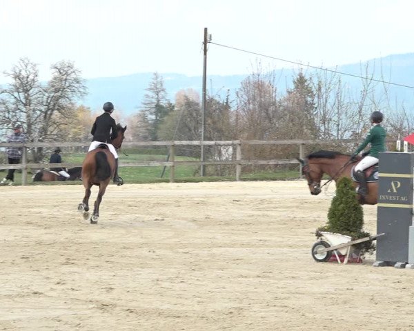 Reitturnier Wädenswil 2021