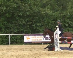 Springpferd Mozart (Luxemburgisches Reitpferd, 2000)