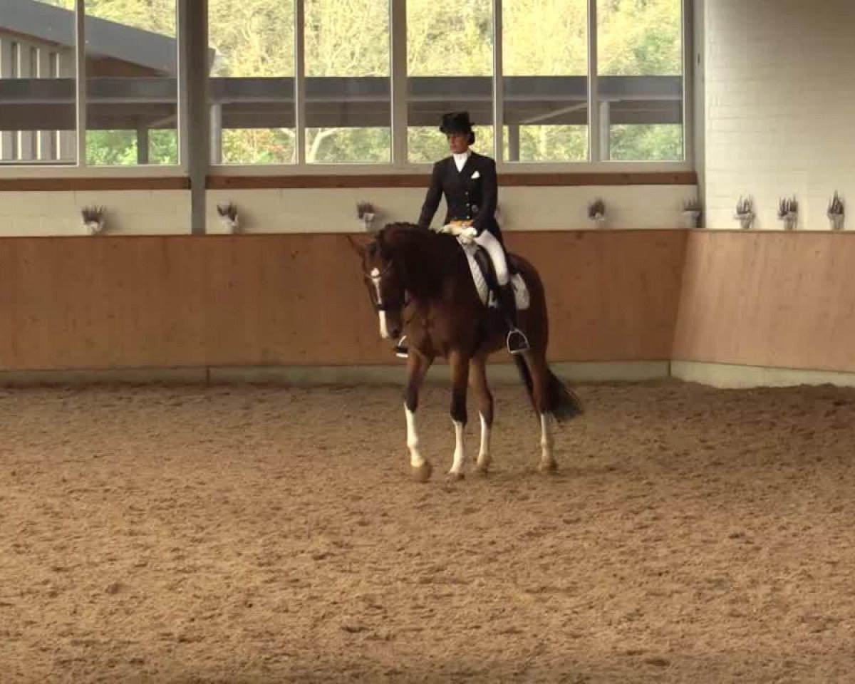 Springpferd Alonso von Spanien (Hannoveraner, 2004, von Adlantus As FRH)