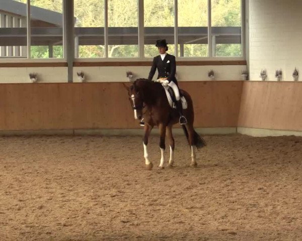jumper Alonso von Spanien (Hanoverian, 2004, from Adlantus As FRH)