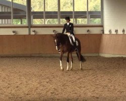 jumper Alonso von Spanien (Hanoverian, 2004, from Adlantus As FRH)