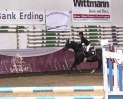 jumper Escada 200 (Bavarian, 2001, from Acord's Champion)