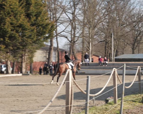 Reitturnier Handorf 2021