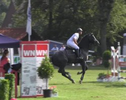 jumper Dante (Holsteiner, 2007, from Diamant de Semilly)