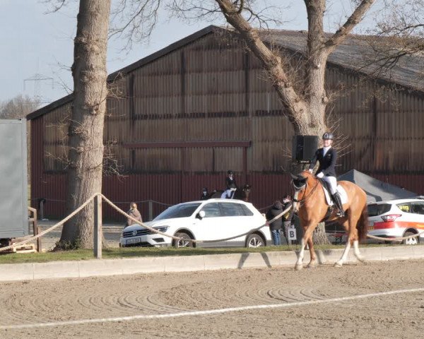 Reitturnier Handorf 2021