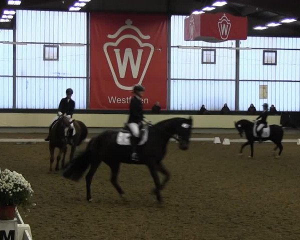 Dressurpferd Dusty (Deutsches Sportpferd, 2006, von Daventry)