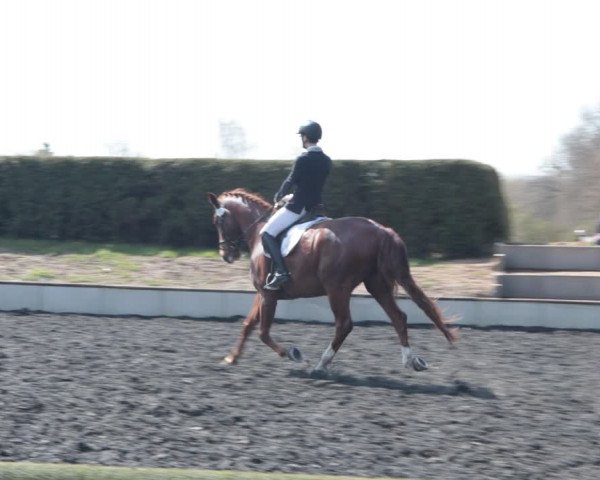 Reitturnier Handorf 2021
