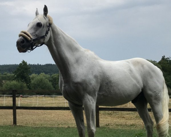 jumper Charli Brown (Bavarian, 1996, from Champion)