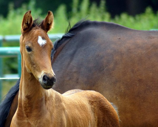 broodmare Tia Caprice (Westphalian, 2020, from Christ)