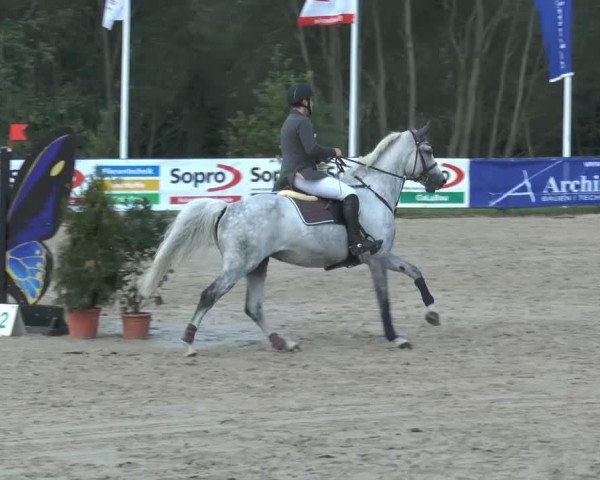 Zuchtstute Chira 28 (Holsteiner, 2000, von Carolus I)