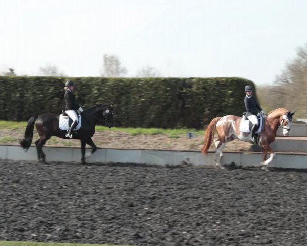 Reitturnier Handorf 2021