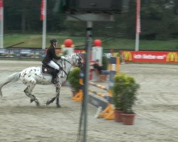 stallion Santino v.d. Heimerte (Nederlands Appaloosa Pony, 1996, from Chewano van de Langenieuw)