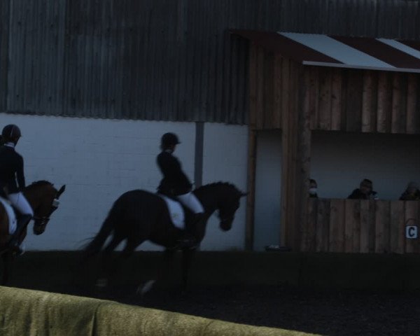Reitturnier Handorf 2021