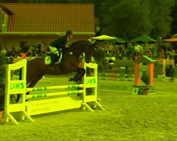 Springpferd Curtis 39 (Hannoveraner, 2003, von Conteur) Springpferd Curtis 39 (Hannoveraner, 2003, von Conteur)