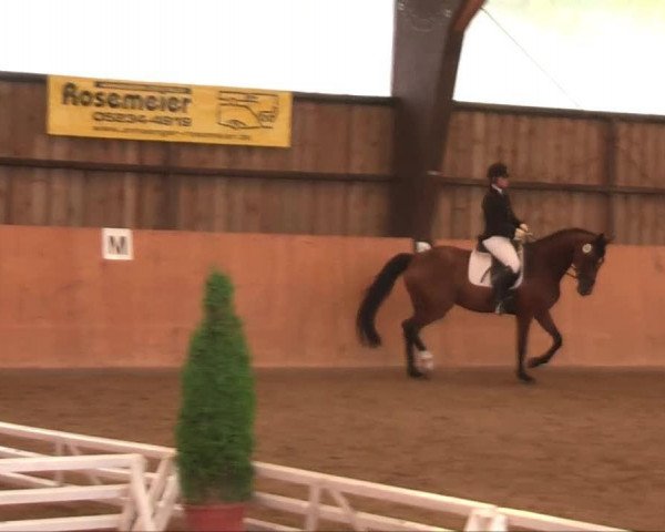 Springpferd Libell 32 (Westfale, 2007, von Lordanos)