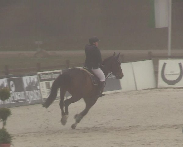 Reitturnier Westergellersen 2021