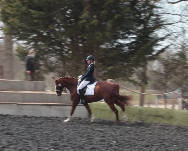 Reitturnier Handorf 2021
