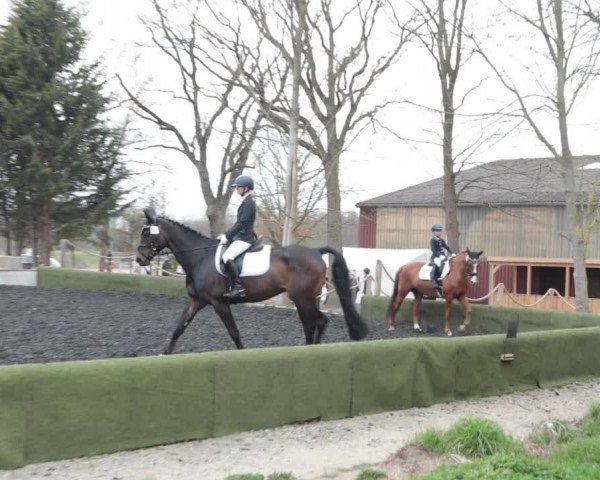 Reitturnier Handorf 2021