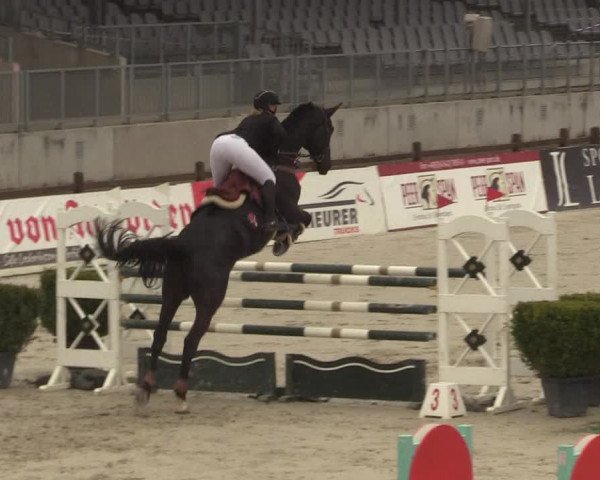 Reitturnier Westergellersen 2021