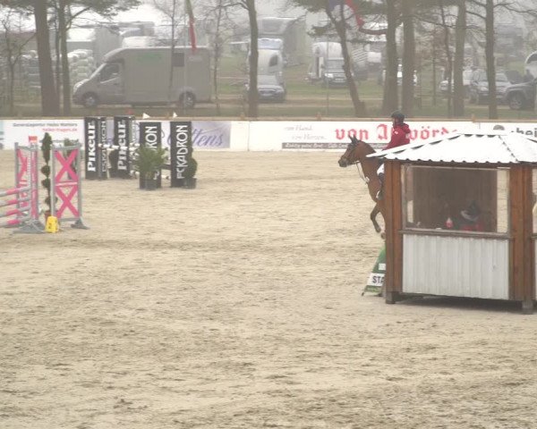 Reitturnier Westergellersen 2021